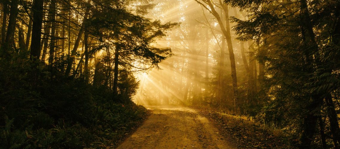 Sun breaking through the trees on a dirt road in the forest.